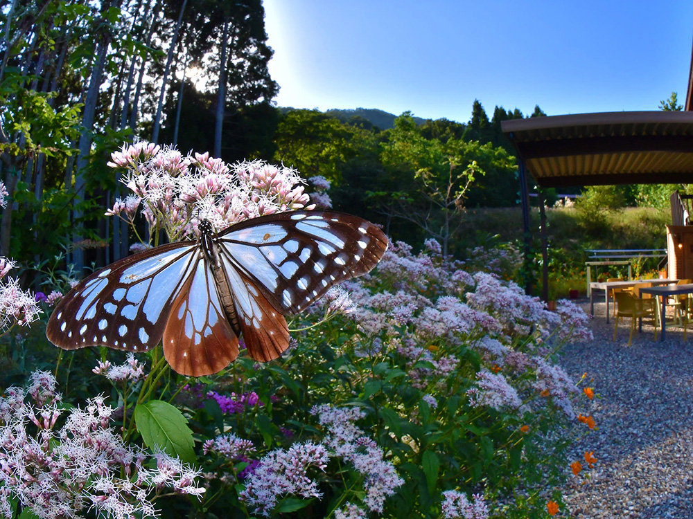 旅する蝶」アサギマダラ – 滋賀県長浜市の中心にニュースをお届けする